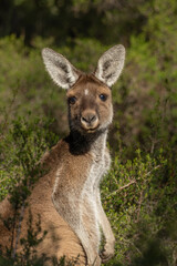 Western grey kangaroo, Macropus fuliginosus