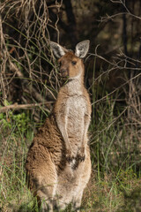 Western grey kangaroo, Macropus fuliginosus © Alun