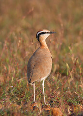 Indian Courser, Cursorius coromandelicus, wildlife of Tamilnadu