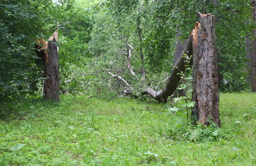 A tree broken and felled by a hurricane in a forest park