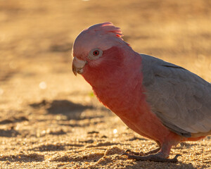 Galah at sunrise Eolophus roseicapilla