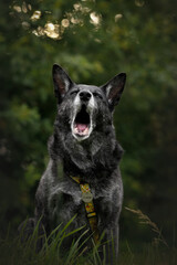old black dog portpait on green nature