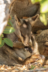 Black-flanked rock-wallaby, Petrogale lateralis, sleeping at Yardie Creek, Cape Range National Park