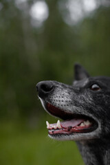 old black dog portpait on green nature