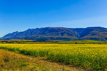 Yellow canola fields with Langeberg mountains in the background near Swellendam, Western Cape South Africa