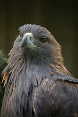 golden eagle is looking in the cam