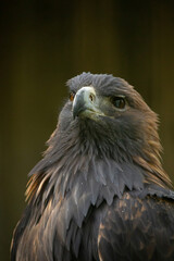 golden eagle is looking in the cam