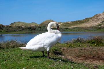 A swan on the shore of a small lake