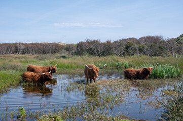 Highland cattle at a small lake in a dune landscape
