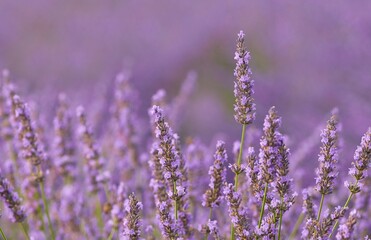 Beautiful detail levander, purple flowers in the garden at sunset. Nature background.