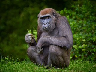 Portrait of gorilla female eating on green forest background