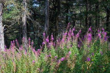 Pink flowers on a green meadow with trees in the background