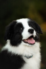 border collie cute puppy playing in the yard