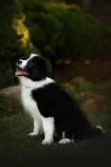 border collie cute puppy playing in the yard