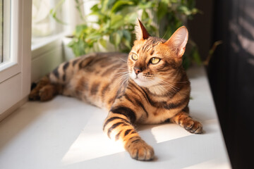 beautiful Bengal cat with striking markings lounges on a windowsill in the morning sun, gazing...