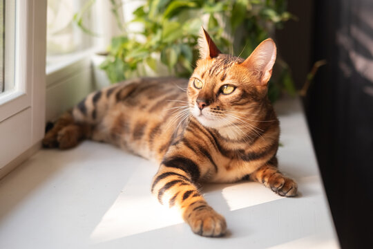 beautiful Bengal cat with striking markings lounges on a windowsill in the morning sun, gazing outside with curious eyes, in a cozy indoor setting. 