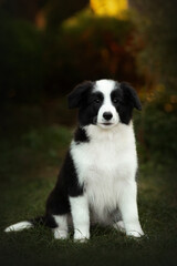 border collie cute puppy playing in the yard