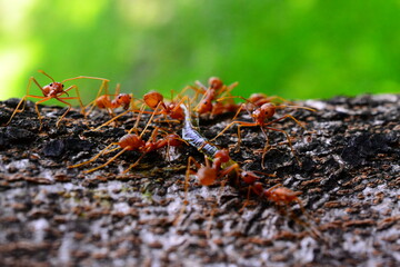 red ants on a leaf