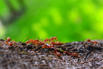 ants on the ground