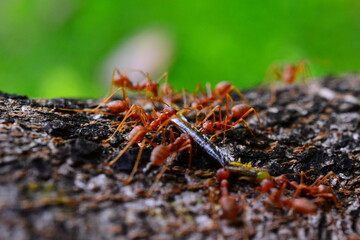 ants on the grass