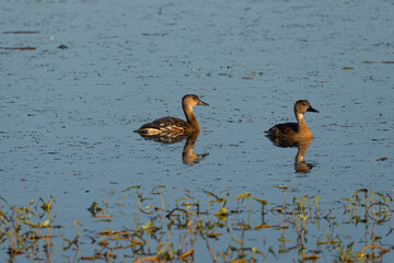 Wandering whistling duck, Dendrocygna arcuata, at Marlgu Billabong