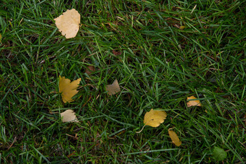 leaves on grass
