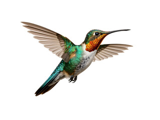 a colorful hummingbird flying