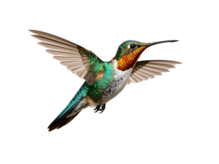 a colorful hummingbird flying