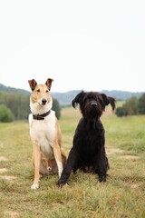 Two dogs sit on the meadow in summer