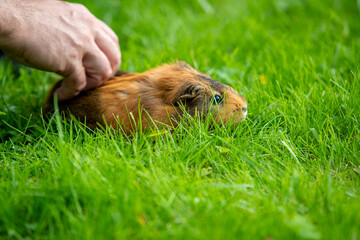 Cochon d'Inde brun errant librement dans un jardin d'herbes hautes. Le cochon d'Inde se promène à l'air frais et mange.