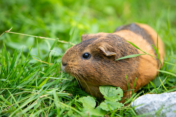 Cochon d'Inde brun errant librement dans un jardin d'herbes hautes. Le cochon d'Inde se promène à l'air frais et mange.