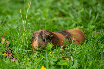 Cochon d'Inde brun errant librement dans un jardin d'herbes hautes. Le cochon d'Inde se promène à l'air frais et mange.