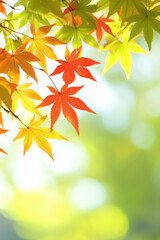 Red maple leaves in autumn with copy space