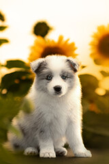 border collie cute puppy on the sunflowers field at sunset time