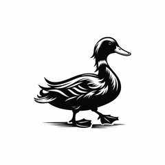 Obraz premium duck isolated on white background