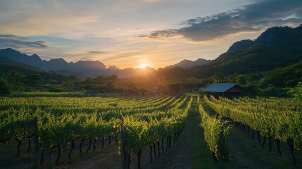 Naklejka premium A beautiful sunset view at the vineyards in Wang Nam Khiao, with grapevines glowing in the evening light.