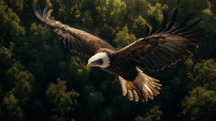 Bald Eagle Soaring Through Forest.