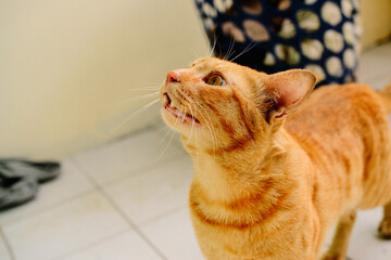 thai orange cat