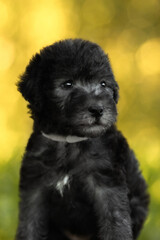 cute small black bedlington terrier puppy portrait on green sunny nature