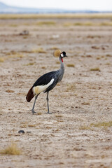 Grey Crowned Crane Beautiful Portrait at Amboseli National Park. Bird with close-up shot suitable for living room photo frames.