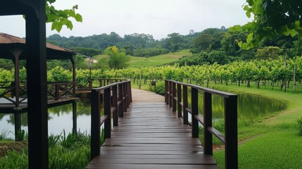 Fototapeta premium A tranquil walk through the vineyards of PB Valley Khao Yai Winery, surrounded by lush vines.