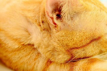 thai orange cat