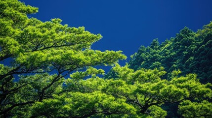 Fototapeta premium Lush pine trees contrast against a deep blue sky in Japan, highlighting the vibrant greenery and the serene beauty of this natural landscape.