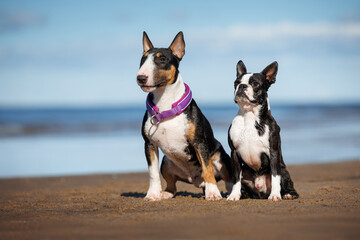 miniature bull terrier and boston terrier dogs posing together on a beach