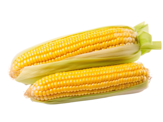 two corn on the cob