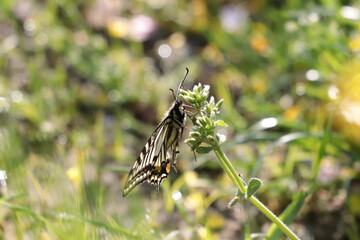 butterfly on a flower
