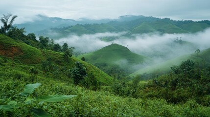Obraz premium The cool, misty morning at Wang Nam Khiao, with rolling green hills and fog.