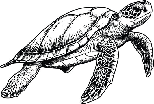 recommend clip art: Sketch of a sea turtle swimming, side view, on a white background