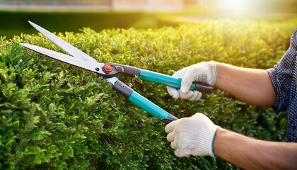 person cutting hedge with scissor. hands trimming a hedge with a big garden shears; close up