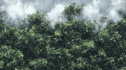 Fototapeta premium Foggy Forest Canopy Green Leaves Nature Background